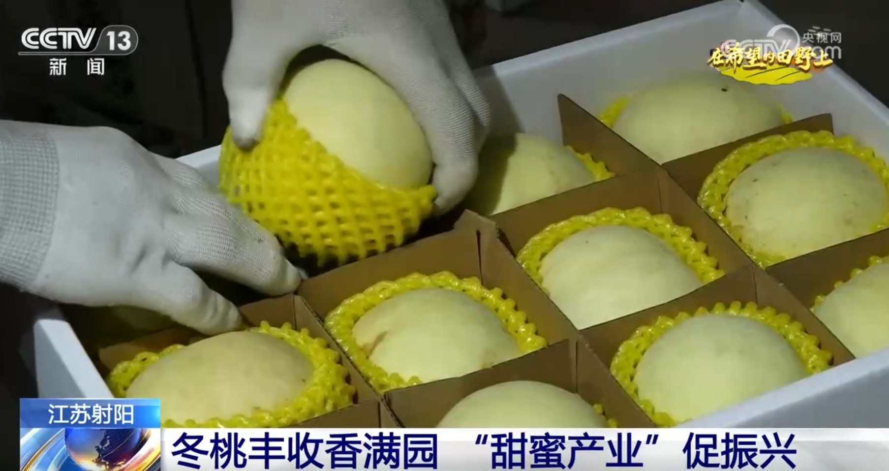 丰”景画卷 农业高“智”量发展行稳致远九游会网址是多少希望的田野上铺展多彩“(图11)